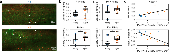 Fig. 8: Aging alters MEC perineuronal net density and distribution.