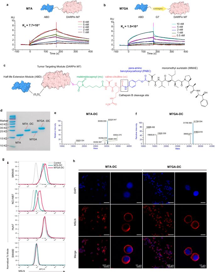 Fig. 3: Structure, preparation, and characterization of M7A-DC and M7GA-DC.