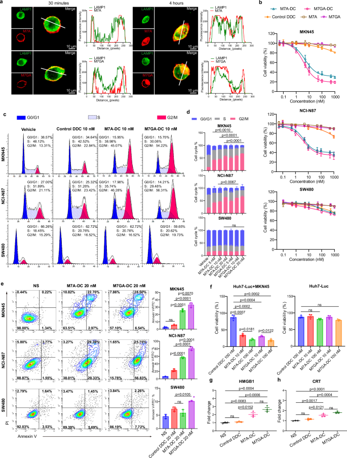 Fig. 4: In vitro characterization of MSLN-mediated internalization and specific cytotoxicity of M7A-DC and M7GA-DC.