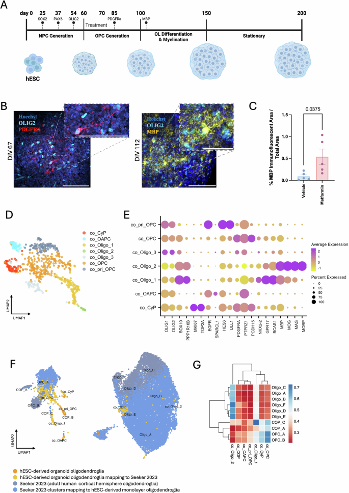 Fig. 2: Metformin treatment increases MBP+ human embryonic stem cell (hESC)-derived cortical brain organoid oligodendroglia.