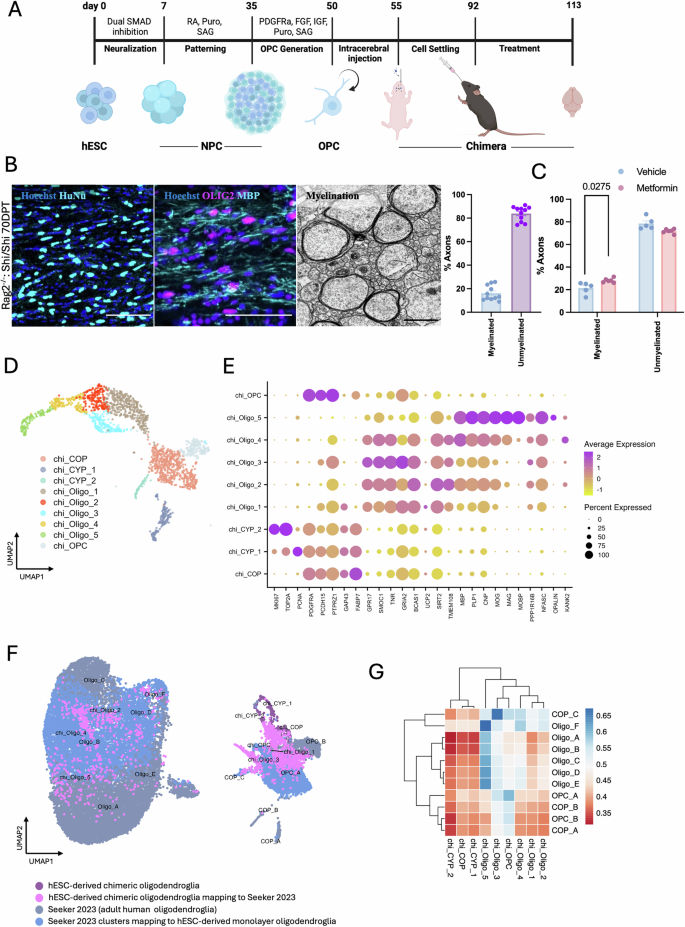 Fig. 3: Metformin treatment increases the percentage of myelinated axons in chimeric mice.