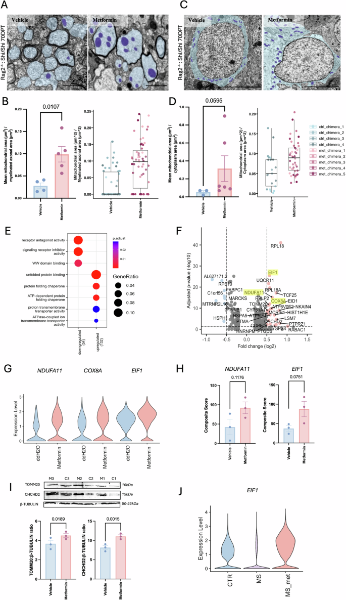 Fig. 4: Metformin treatment increases myelination and alters mitochondria.