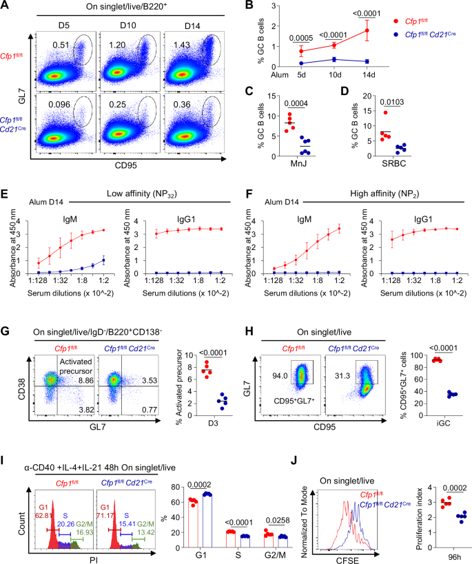 Fig. 1: Cfp1 loss impairs B cell activation and germinal center entry.
