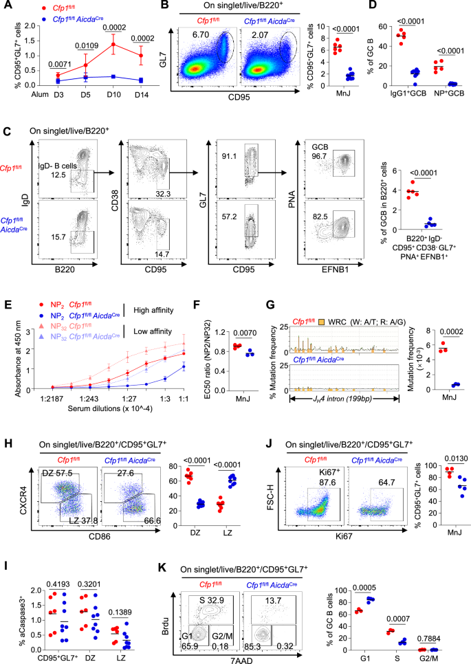 Fig. 2: Cfp1 deletion after B cell activation impaired germinal center responses.
