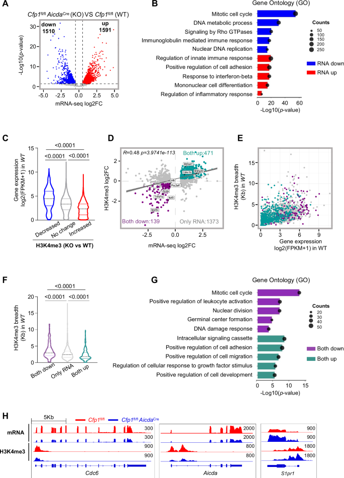 Fig. 3: Cfp1 regulates H3K4me3 modification for proper GCB gene transcription.