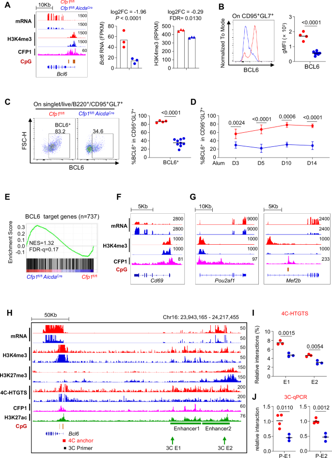 Fig. 4: CFP1 is critical for BCL6 expression in GC B cells.