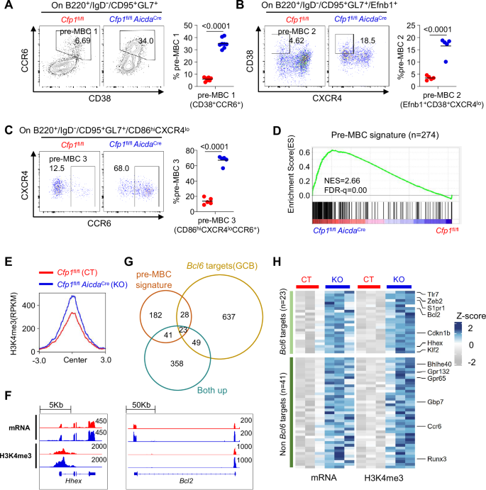 Fig. 7: Cfp1 deletion promotes pre-MBC gene expression.
