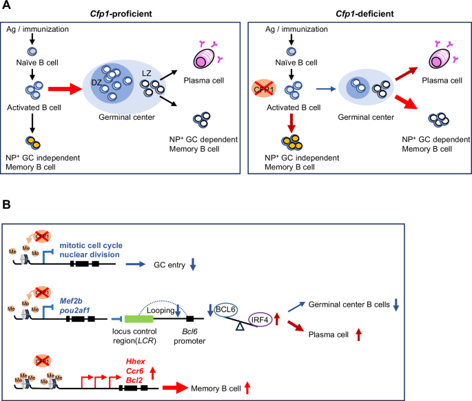 Fig. 8: Proposed model by which CFP1 regulates GC responses.
