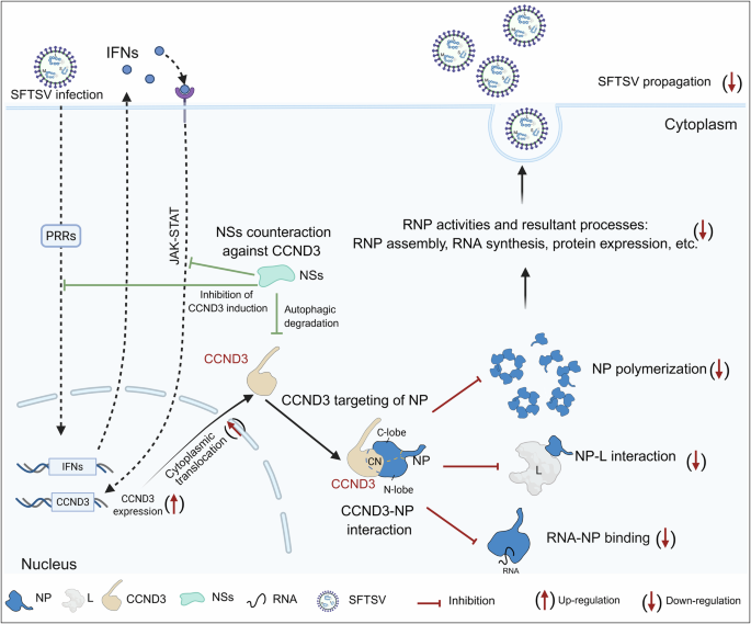 Fig. 10: Proposed model for host restriction of SFTSV by CCND3.