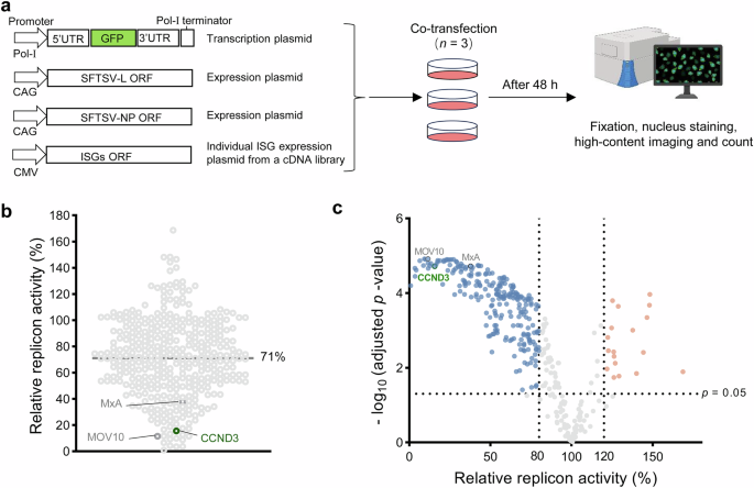 Fig. 1: SFTSV minireplicon reporter-based functional screen for ISGs that potentially regulate SFTSV replication.