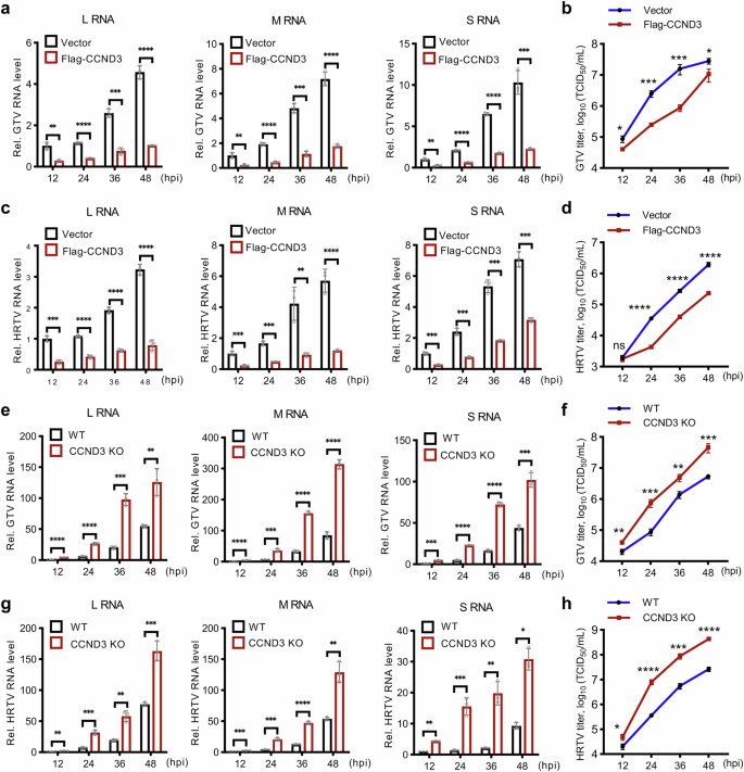 Fig. 4: CCND3 suppresses SFTSV-related bandavirus replication and propagation.