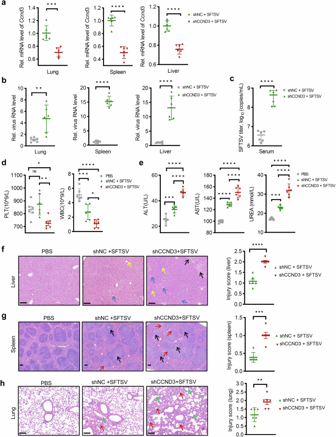 Fig. 5: CCND3 restricts SFTSV replication and pathogenicity in vivo.