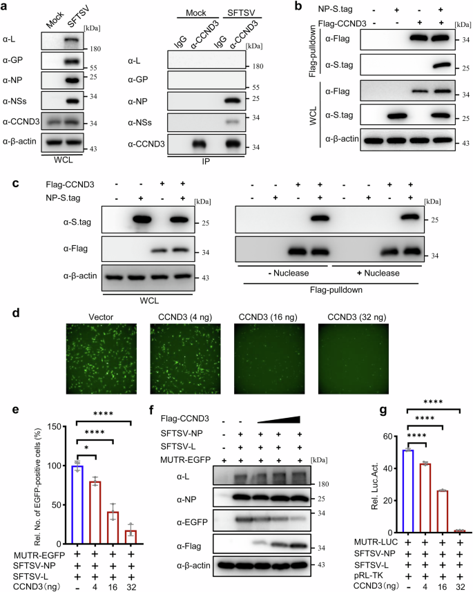 Fig. 6: CCND3 targets the viral NP protein independently of RNA, interfering with the RNP machinery-driven reporter activities.