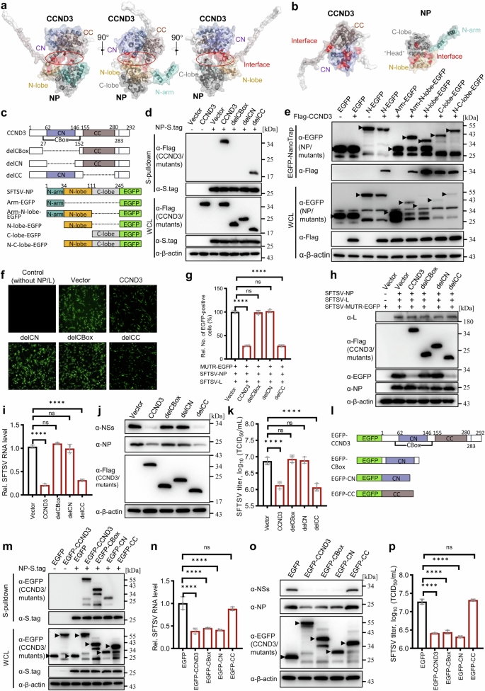 Fig. 7: By its CN domain, CCND3 targets both N- and C-lobes of NP and inhibits the RNP activity and viral replication.