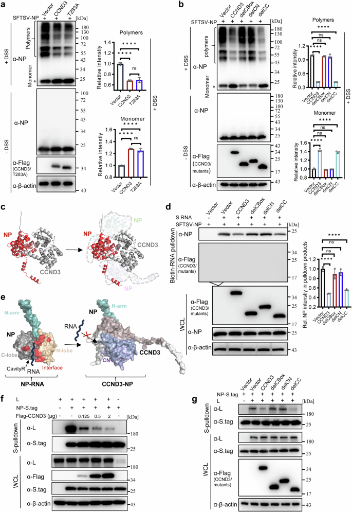 Fig. 8: CCND3 inhibits NP multimerization, NP-RNA binding, and NP-L interactions and consistently, the CN domain is required for all these inhibitory activities.