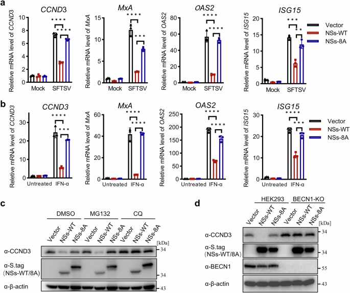 Fig. 9: NSs antagonizes virus/IFN-stimulated CCND3 induction and promotes autophagy-dependent CCND3 degradation.