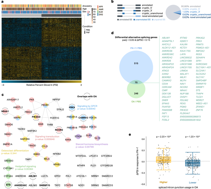Fig. 1: FN-f induces alternative splicing events in human chondrocytes.