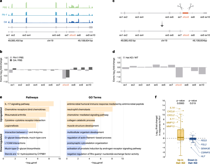 Fig. 2: Deletion of SNRNP70 alternative exon 8 mimics OA-related splicing patterns.