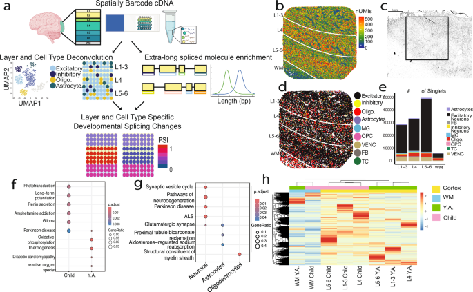 Fig. 1: Profiling of cell types and regions.