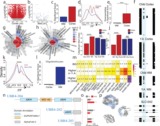 Fig. 4: Developmental changes in splicing affect cortical layers more than white matter.