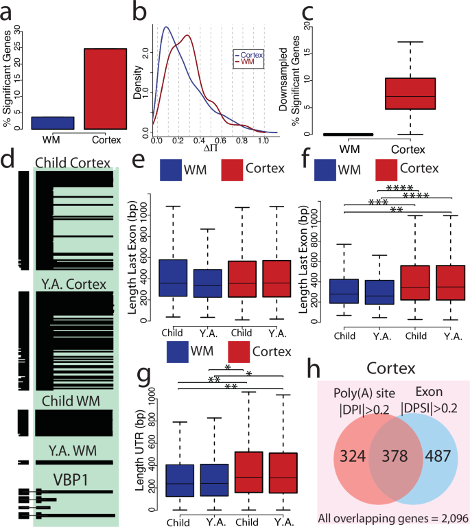 Fig. 5: Developmental polyadenylation regulation equally affects cortical layers more than the white matter.