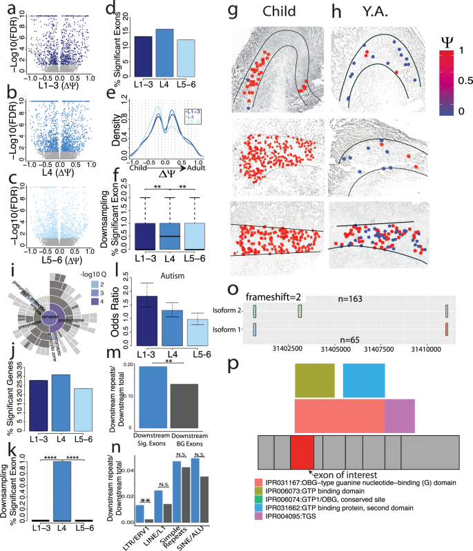 Fig. 6: Layer 4 shows the strongest splicing alterations among cortical layers.