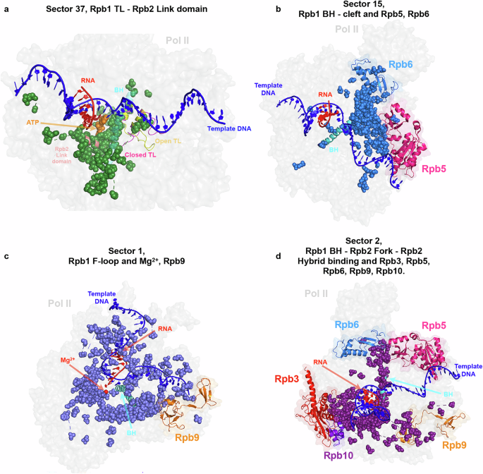 Fig. 10: Coevolutionary sectors of Pol II active site residues extend to the surface of Pol II, forming connections with other Pol II subunits.