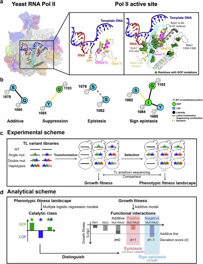 Fig. 1: Schematics of the Pol II active site interaction landscape.