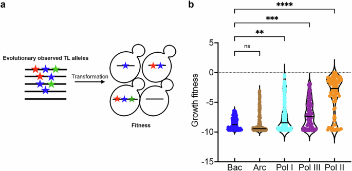 Fig. 3: Contextual epistasis shapes TL evolution.