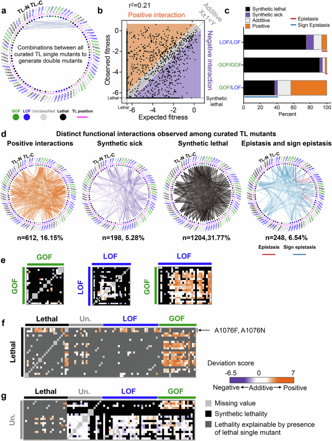 Fig. 7: Widespread epistasis in the Pol II TL interaction landscape.