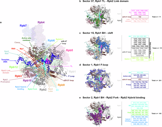 Fig. 9: Ultra-conserved TL co-evolves with Pol II residues through diverse pathways.