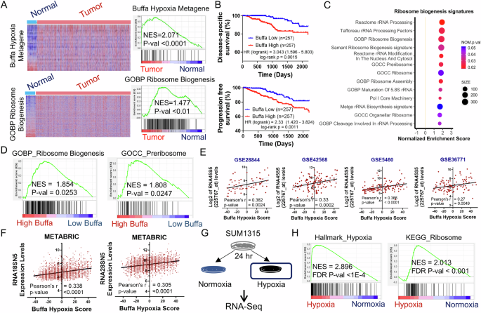 Fig. 1: rRNA biogenesis is upregulated in hypoxia.