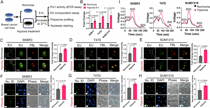 Fig. 2: Hypoxia upregulates RNA Pol I activity.