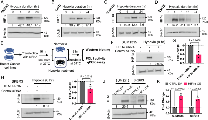 Fig. 3: HIF1α regulates RNA Pol I activity.
