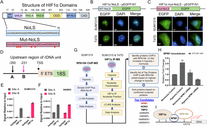 Fig. 5: HIF1α bears a nucleolar localization domain and binds to rDNA promoter.