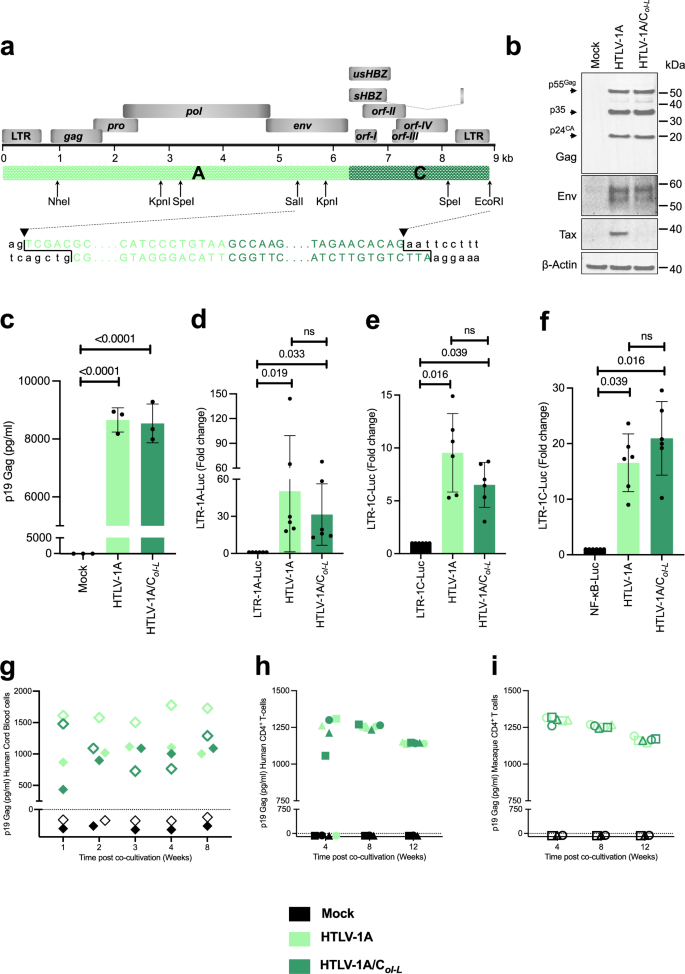 Fig. 1: HTLV-1A/CoI-L chimeric molecular clone infectivity in humans and macaques in vitro.