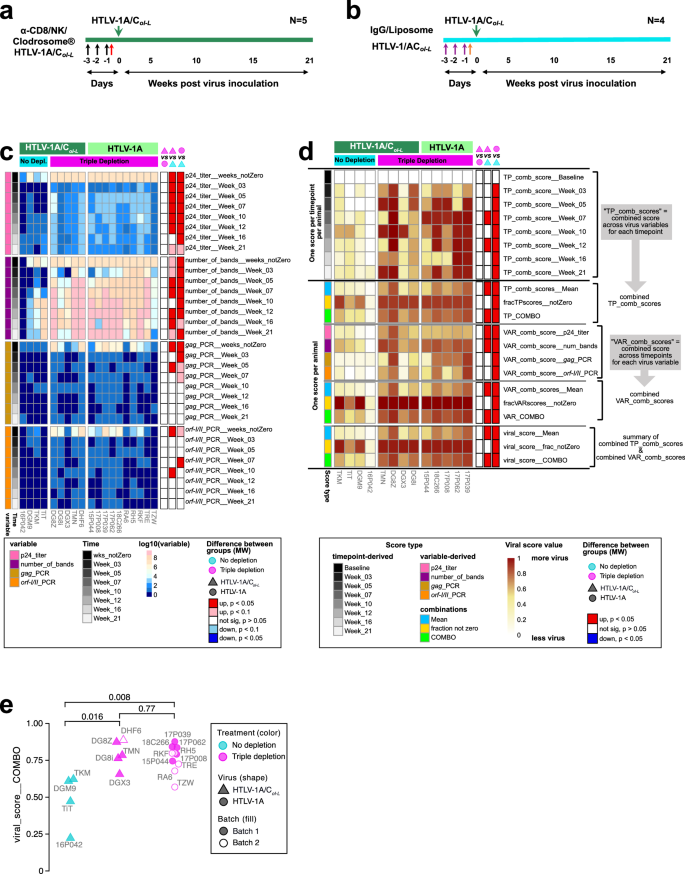 Fig. 2: Virus score in triple-depleted animals exposed to HTLV-1A or HTLV-1A/CoI-L.