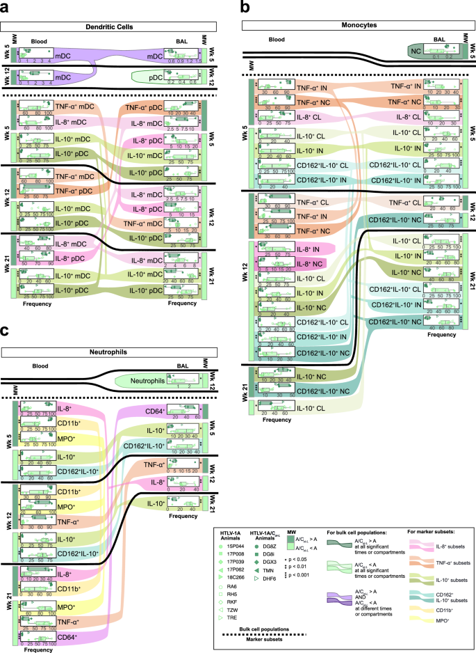 Fig. 3: Neutrophil, monocyte, and dendritic cell dynamics in blood and BAL of HTLV-1A and HTLV-1A/CoI-L infected macaques.