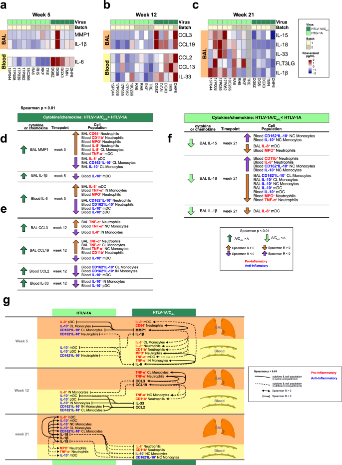Fig. 4: Distinct cytokine and chemokine profiles in blood and BAL of HTLV-1A/CoI-L and HTLV-1A infected macaques and their correlations with cell populations in blood and BAL.