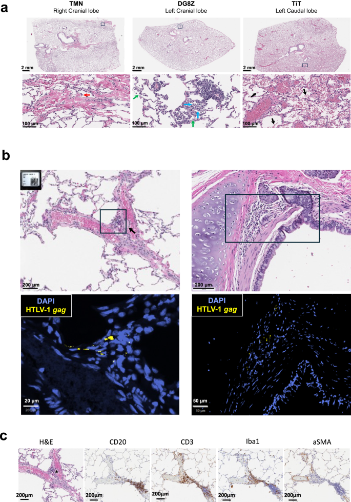 Fig. 5: Lung Histopathology in HTLV-1A/CoI-L infected animals.