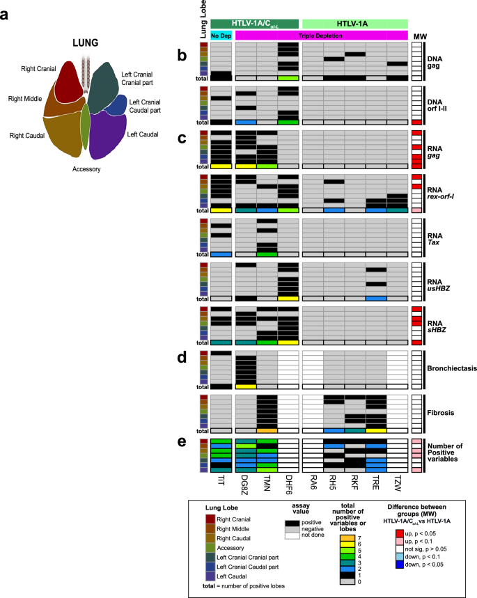 Fig. 6: Virus score in the lung of triple-depleted animals exposed to HTLV-1A or HTLV-1A/CoI-L.