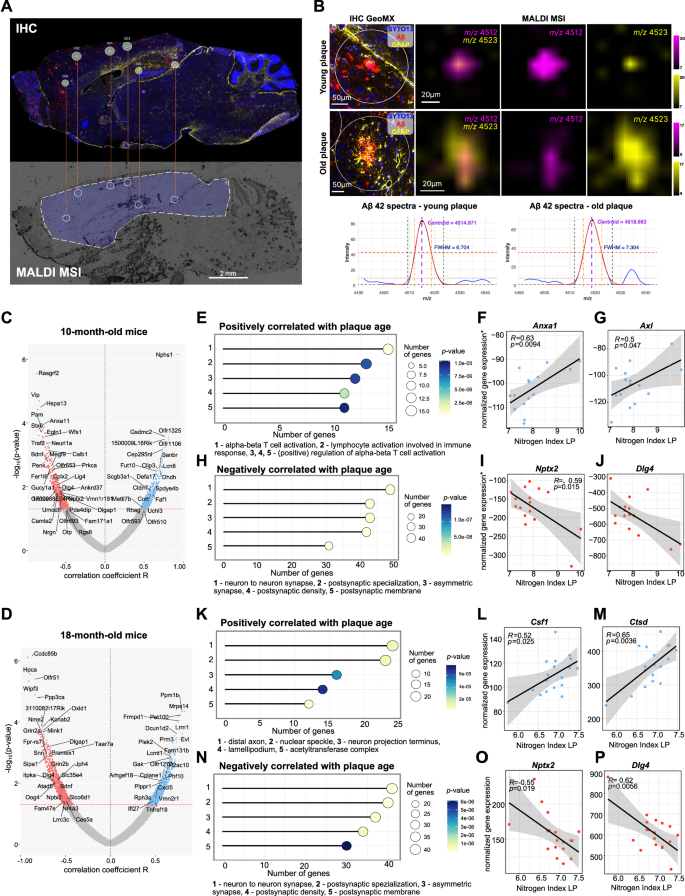 Fig. 3: iSILK guided spatial transcriptomics shows changes in synaptic-, metabolic-, and immune-associated gene expression with plaque age.