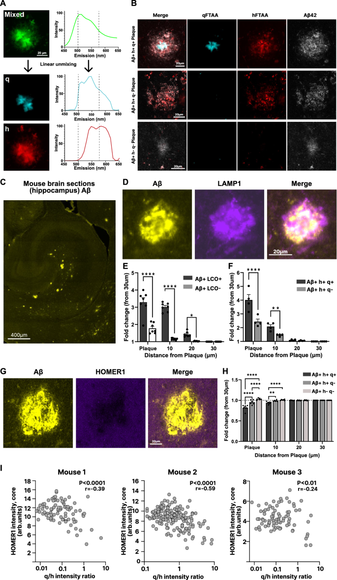 Fig. 4: Differences in Synapse Loss and Toxicity Revealed by LCO-Defined Plaque Types.
