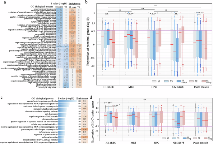 Fig. 3: Functional analysis on GM12878 SSs.