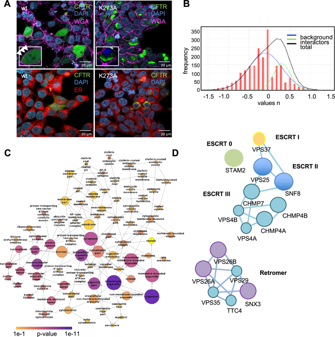 Fig. 4: K273A CFTR interactome and cellular localization.