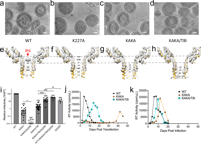 Fig. 1: Characterization of Gag mutants defective in IP6 binding and a compensatory mutation G225R.