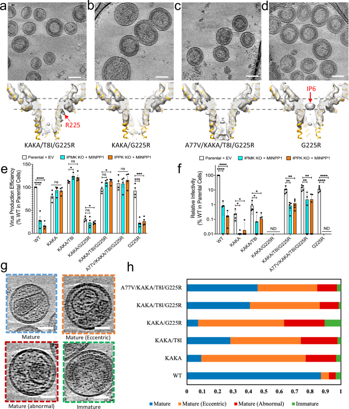 Fig. 2: G225R does not restore IP6 recruitment in IP6 deficient mutants.