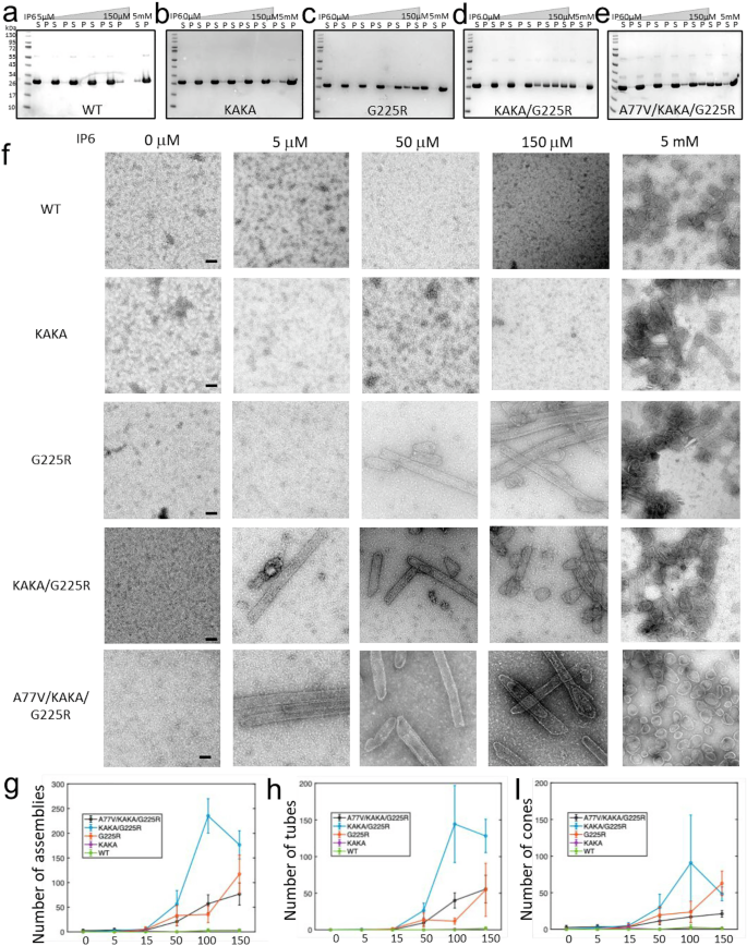 Fig. 3: G225R increases the efficiency of capsid formation in vitro.