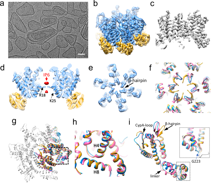 Fig. 4: CryoEM structure of CA KAKA/G225R hexamer.