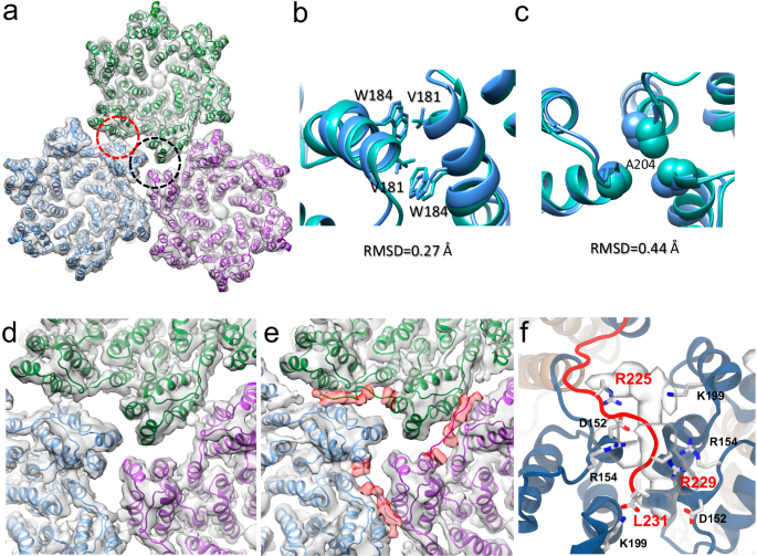 Fig. 5: CryoEM structures of CA KAKA/G225R tri-hexamer.